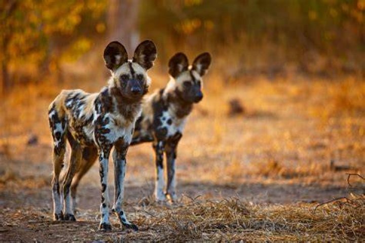 Are African wild dogs older than wolves?