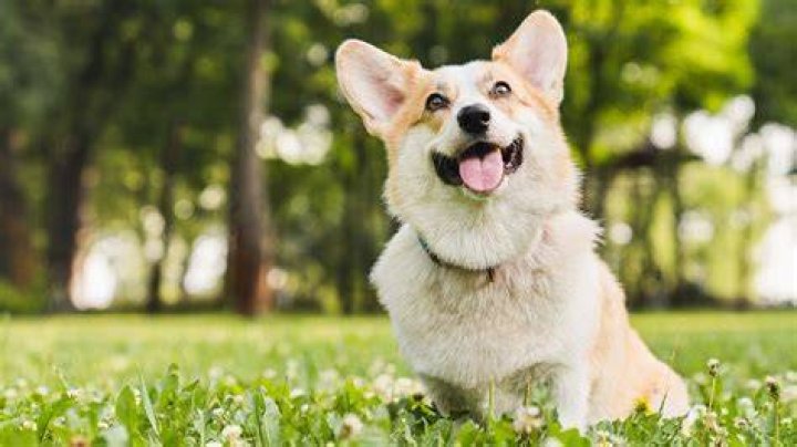 Are dogs happy just sitting next to you?