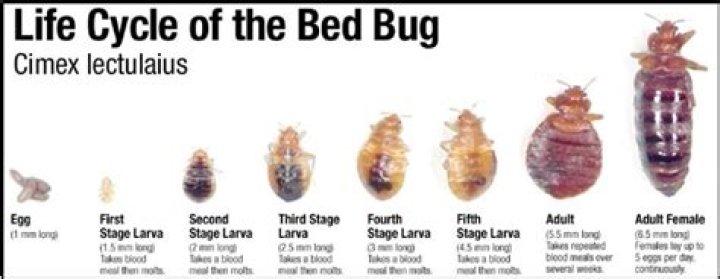 Can bed bugs lay eggs in your body?