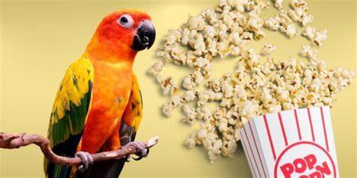 Can birds have popcorn?