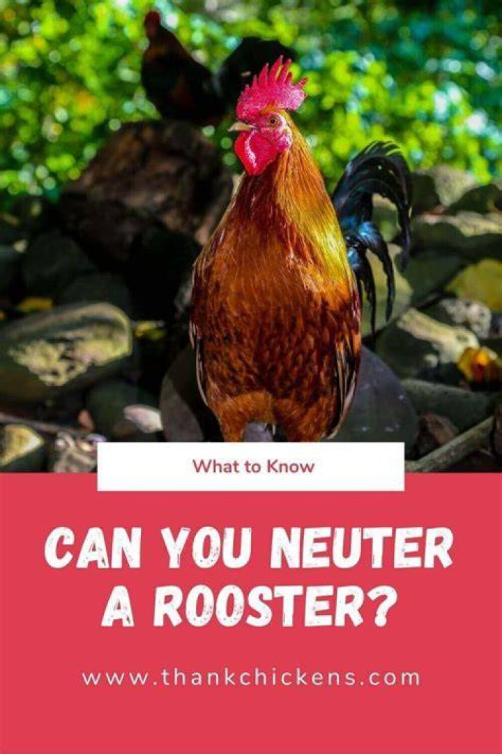 Can you neuter a rooster?