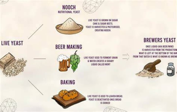 Can you use beer yeast to make wine?