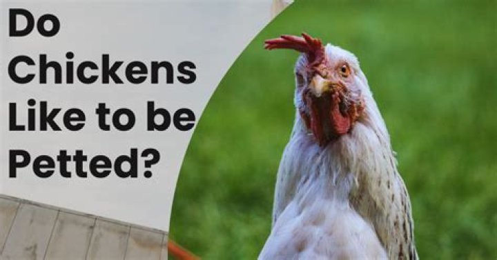 Do chickens like to cuddle?