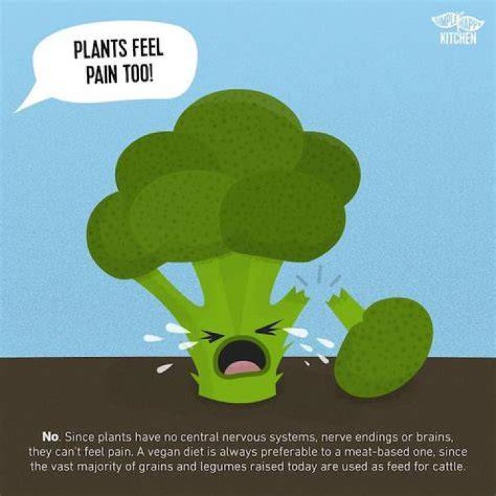 Do plants feel pain vegan?