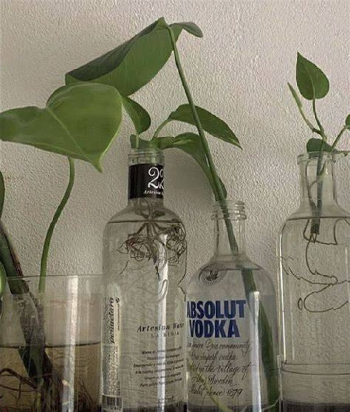 Do plants like vodka?