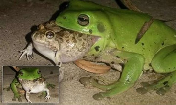 Do Vietnamese eat frogs?