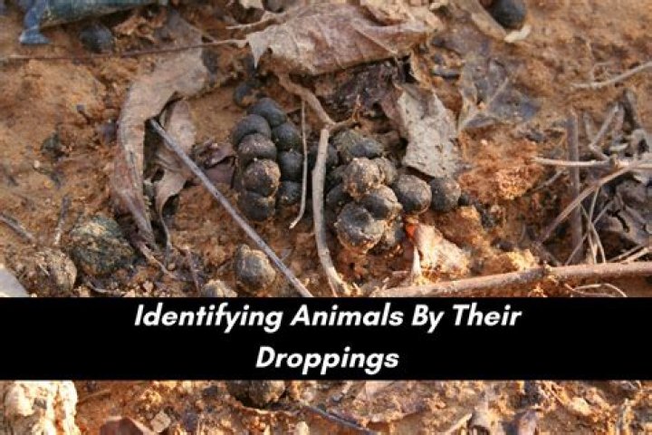 Does every living animal poop?