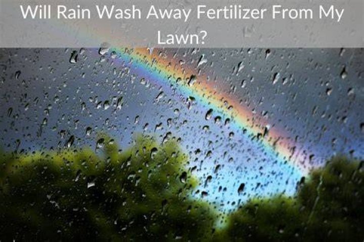 Does rain wash away fertilizer?