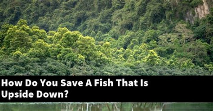 How do you save a fish from shock?