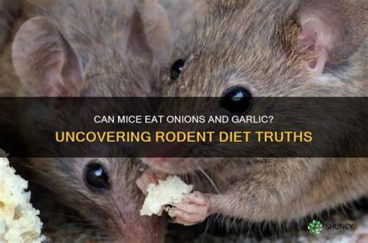What happens if mice eat onions?