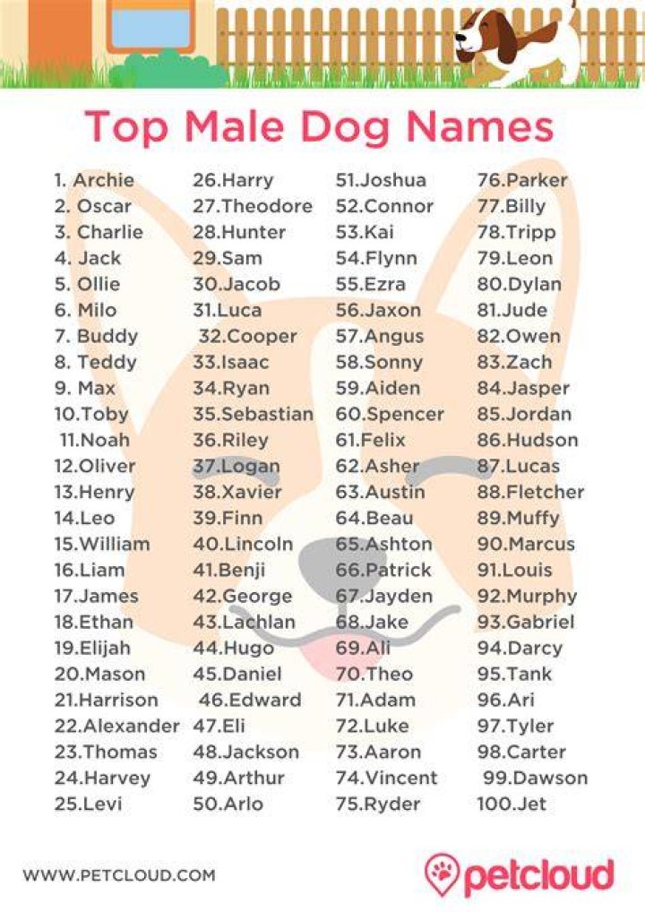 What is a good name for a boy dog?