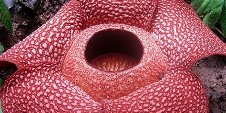 What is the scariest flower?