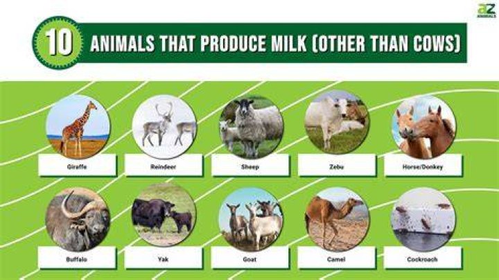 Which animal has the most nutritious milk?