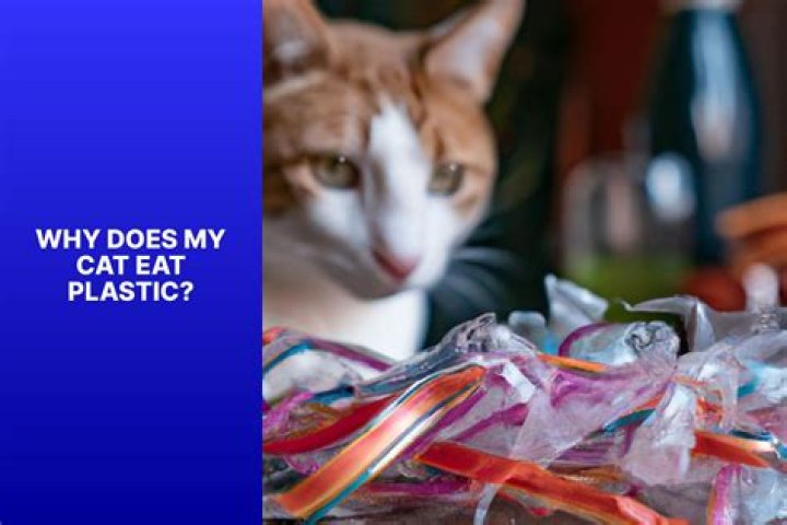 Why does my cat eat foreign objects?